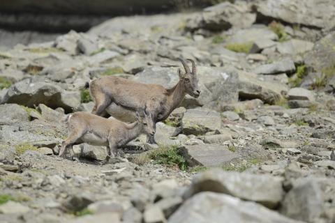 Bouquetin - photo R.Papet- Parc national des Ecrins