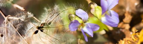 Violettes et Clématite. photo Thierry Maillet - Parc national des Ecrins