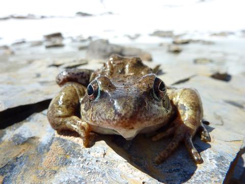 Grenouille rousse - photo Cyril Coursier - Parc national des Ecrins