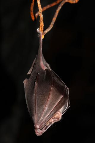 Grand Rhinolophe en hibernation - photo Marc Corail - Parc national des Ecrins