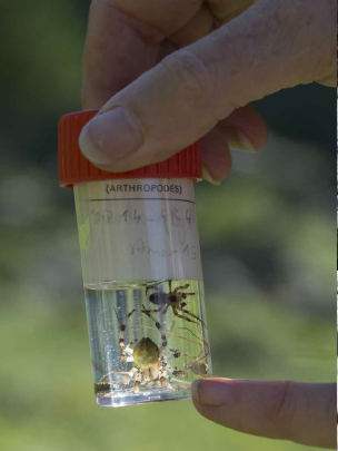  Les araignées à identifier sont collectées et conservées dans l’alcool © M. Boutin / Le naturographe