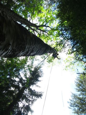Pieges en canopée - photo Parc national des Ecrins - printemps 2020