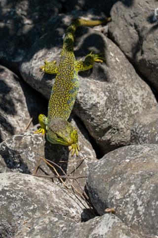 Lézard ocellé sur l'îlot Saint-Michel © M. Coulon - PNE