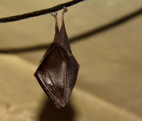 Petit rhinolophe enveloppé dans ses ailes © M. Coulon - PNE