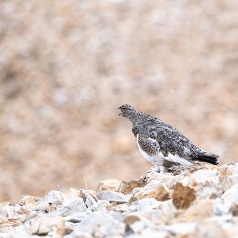 Lagopède alpin © M. Coulon - PNE