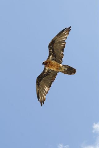 Gypaète barbu à la bosse de Chamoissière © C. Coursier - PNE