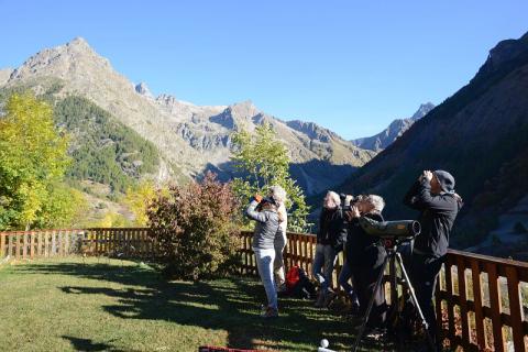 Comptage international de gypaètes barbus au Châtelard © R. Papet - PNE