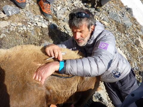 Capture et marquage bouquetin dans le massif des Cerces en 2016 © C. Coursier - PNE