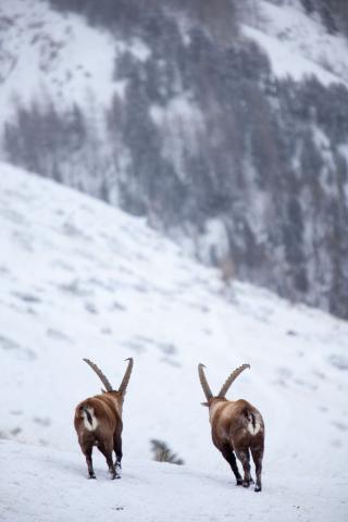 Bouquetins sous la neige © P. Saulay - PNE