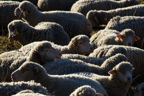 Troupeau de brebis à la chaume © M. Coulon - PNE