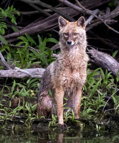Chacal doré © D. Delavaud - CC BY 2.0 Deed