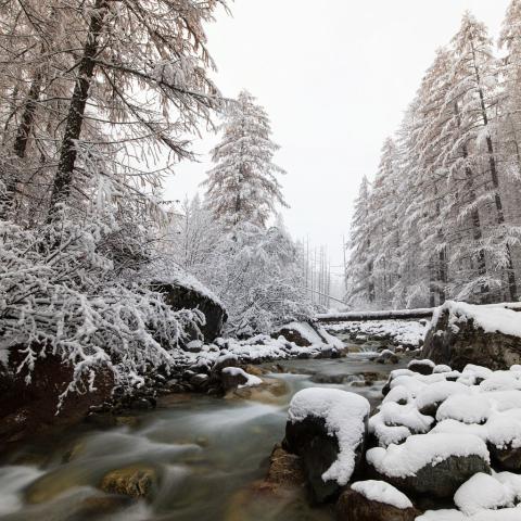 Torrent de Celse-Nière à l'automne © T. Maillet - PNE