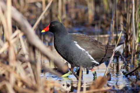 Gallinule poule d'eau observée en avril 2012 © P. Saulay - CC BY NC ND