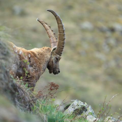 Bouquetins dans le vallon du Tourond © M. Corail - PNE