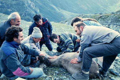 Réintroduction du bouquetin dans le Champsaur en 1994 © PNE