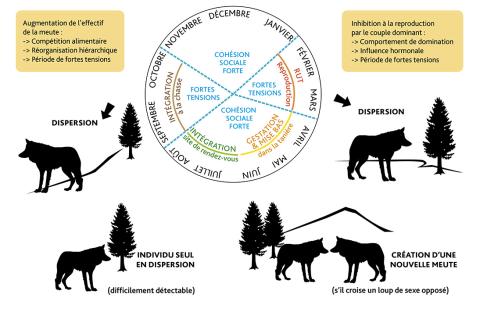 Figure 5 : Cycle biologique annuel du loup résumé en 4 périodes Source : www.loupfrance.fr