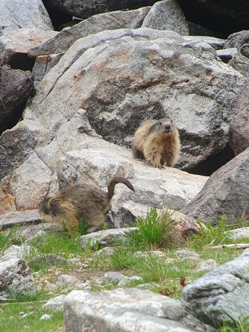 Marmottes au Lauvitel © N. Bertrand