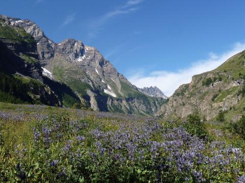 Reines des Alpes dans la réserve des Deslioures © B. Delenatte - PNE
