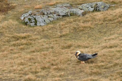 Gypaète barbu posé avec un os © M. Coulon - PNE