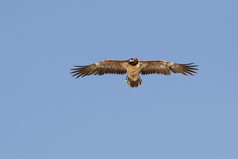 Gypaète barbu dans sa deuxième année en vol © C. Coursier - PNE