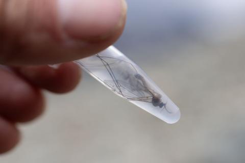 Inventaire des invertébrés au glacier de Bonne-Pierre © Olivier Sabatier - PNE