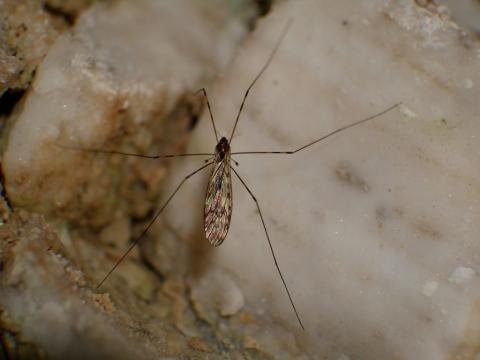 Limonia nubeculosa © Damien Combrisson - PNE
