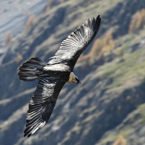 Gypaète barbu subadulte © Rodolphe Papet - PNE