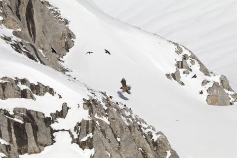 Gypaète dans sa première année posé sur une carcasse de bouquetin © Cyril Coursier - PNE