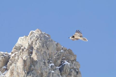 Gypaète dans sa première année © Cyril Coursier - PNE