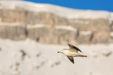 Goéland leucophée © Pascal Saulay - PNE