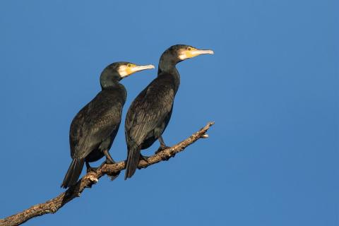 Grands cormorans © Pascal Saulay - PNE