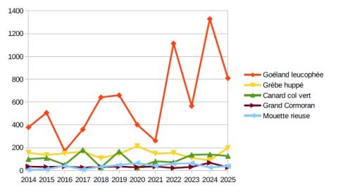 Évolution du nombre d'oiseaux d'eau par espèce pour les 5 espèces majoritaires du comptage