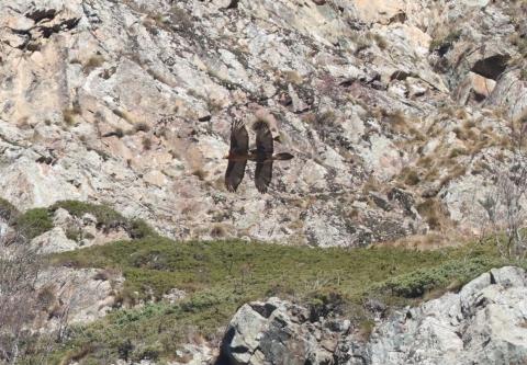 Le couple de Grand Clot © Envergures alpines