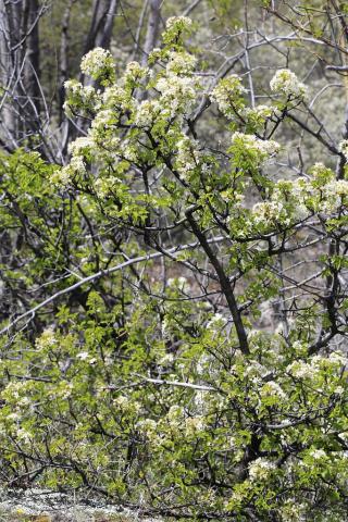 Prunier de Sainte-Lucie © Thierry Maillet - PNE