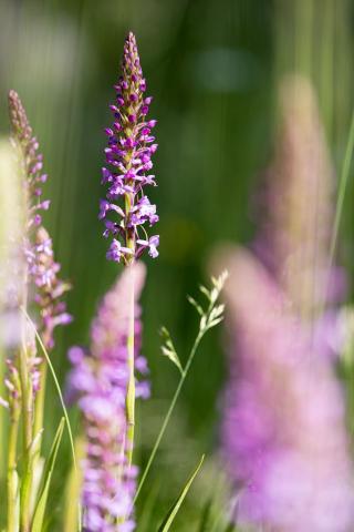 Orchis moucheron © Thierry Maillet - PNE