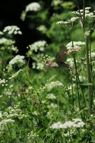 Rousserolle verderolle dans une prairie d'Orcières © Marc Corail - PNE