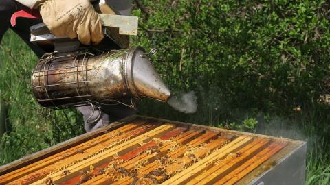 Apiculture - Parc national des Ecrins - Marc Corail