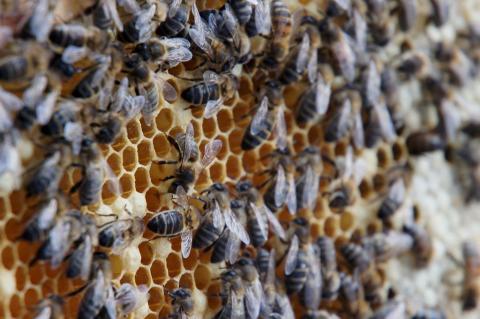 Abeille domestique - Parc national des Ecrins - Ludovic Imberdis