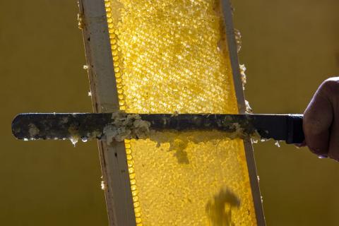 Apiculture - Parc national des Ecrins - Bertrand Bodin