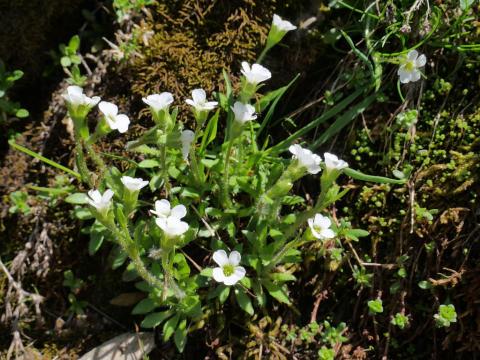Saxifrage fausse Androsace - Parc national des Ecrins - MG Nicolas