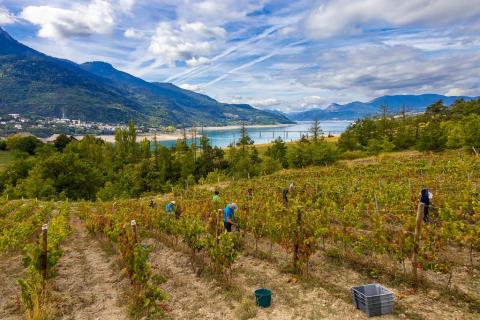 Viticulture - Parc national des Ecrins - Bertrand Bodin