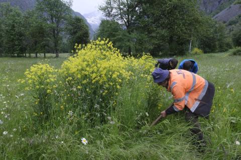 Opération d'arrachage du bunias d'Orient à La Chapelle © Dominique Vincent - PNE
