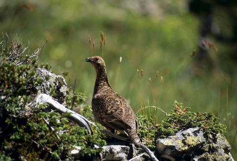 Poule de tétras lyre © Robert Chevalier - PNE