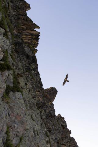 Gypaète barbu autour du refuge de Chalance © Olivier Sabatier - PNE