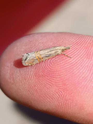 Crambus ocellé © Guilhem Barneix