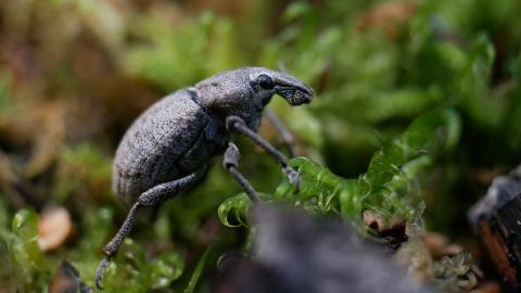 Barynotus maculatus © Damien Combrisson - PNE