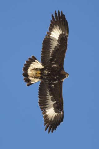 Aigle royal dans son 1er hiver © Pascal Saulay - PNE