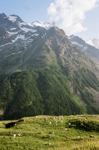 Troupeau de chèvres et moutons en alpage