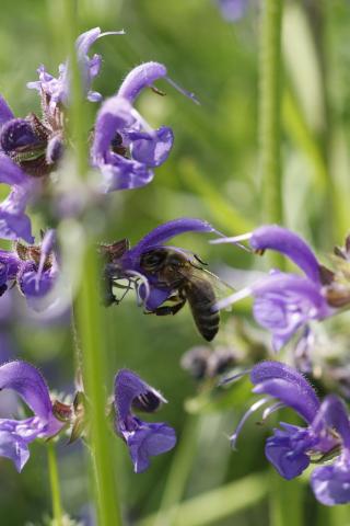 Une abeille butine une fleur