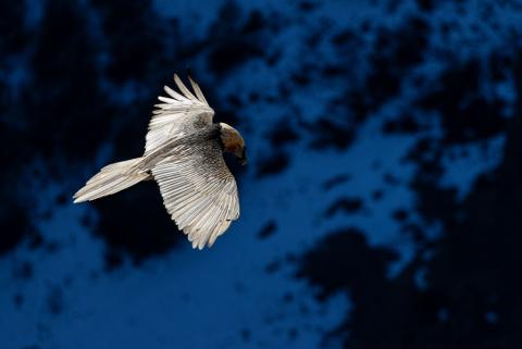 Oiseau volant dans le ciel
